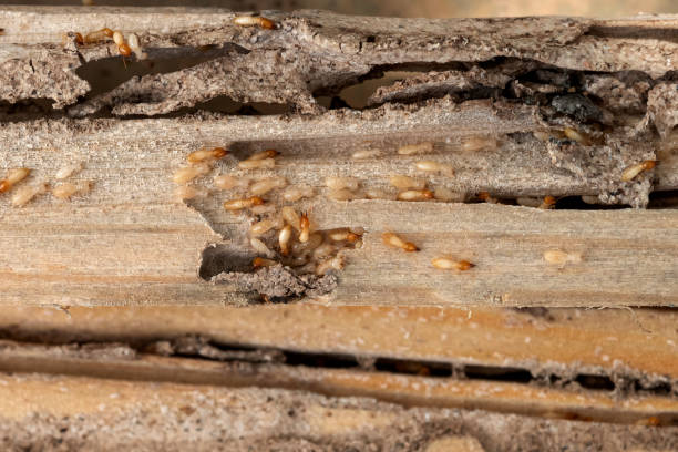 Best Local Pest Control Services  in Hoopers Creek, NC